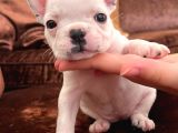 Blue Gen Taşiyici French Bulldog Yavrular