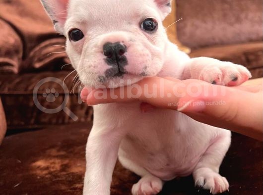 Blue Gen Taşiyici French Bulldog Yavrular görsel