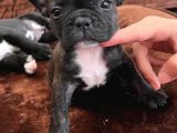 Blue Gen Taşiyici French Bulldog Yavrular