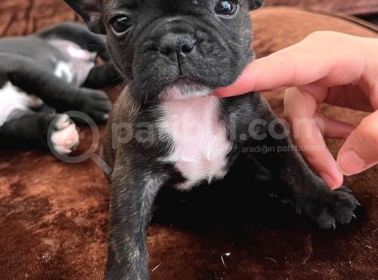 Blue Gen Taşiyici French Bulldog Yavrular görsel