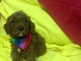 Poodle yavrularımız