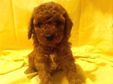 Poodle Yavrularımız