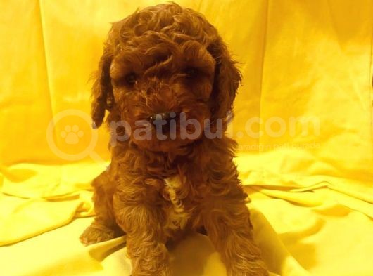 Poodle Yavrularımız görsel
