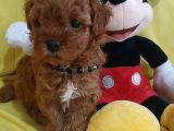 Poodle Yavrularımız