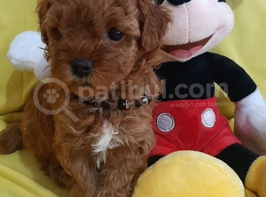 Poodle Yavrularımız görsel