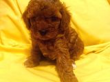 Poodle Yavrularımız