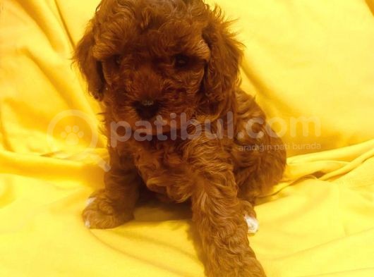 Poodle Yavrularımız görsel
