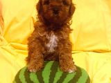 Poodle Yavrularımız