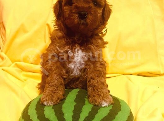 Poodle Yavrularımız görsel