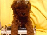 Poodle Yavrularımız