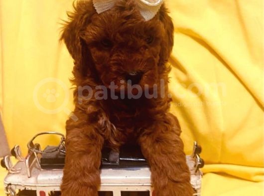 Poodle Yavrularımız görsel