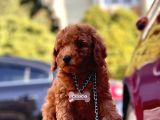 Red Toy Poodle