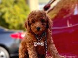 Red Toy Poodle
