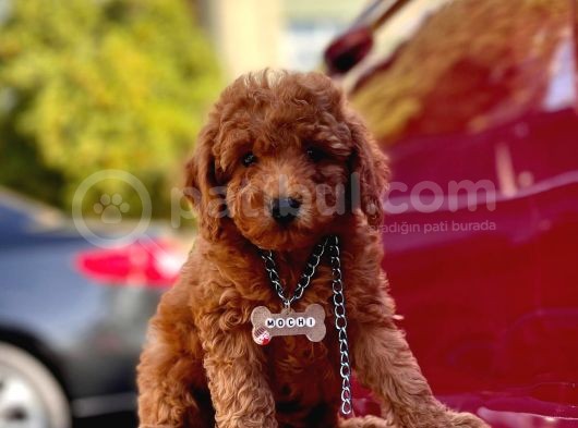 Red Toy Poodle görsel
