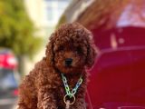 Red Toy Poodle