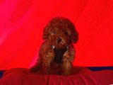 Red Medium Poodle