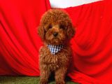 Red Medium Poodle