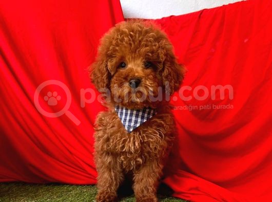 Red Medium Poodle görsel