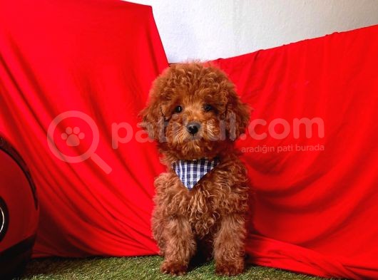 Red Medium Poodle görsel