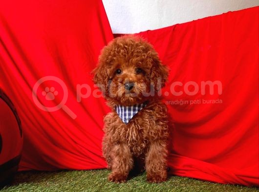 Red Medium Poodle görsel
