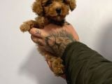 Red Poodle