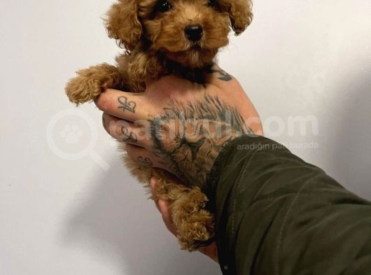 Red Poodle