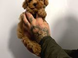 Red Poodle