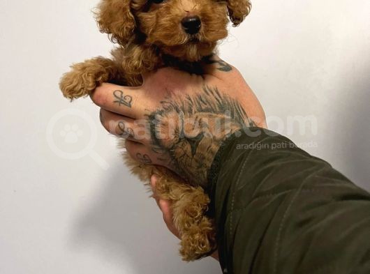 Red Poodle görsel