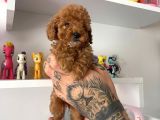 Red Poodle