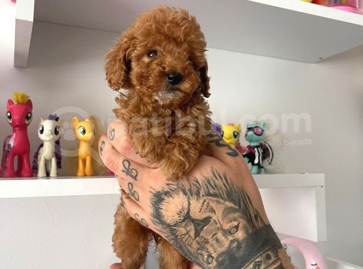 Red Poodle görsel