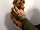 Red Poodle