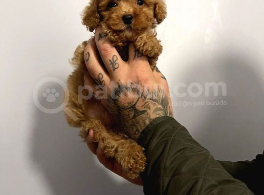 Red Poodle görsel