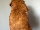 Poodle