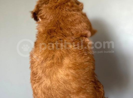 Poodle