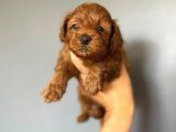 Poodle