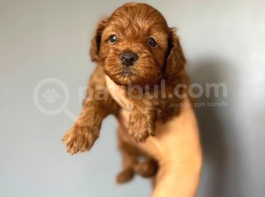Poodle görsel