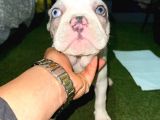 French Bulldog Merle Pied
