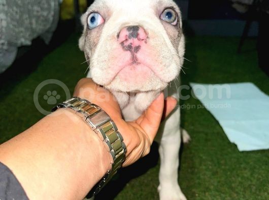 French Bulldog Merle Pied görsel