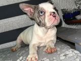 French Bulldog Merle Pied