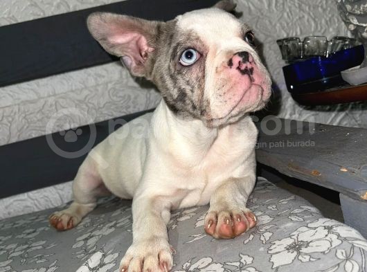 French Bulldog Merle Pied görsel
