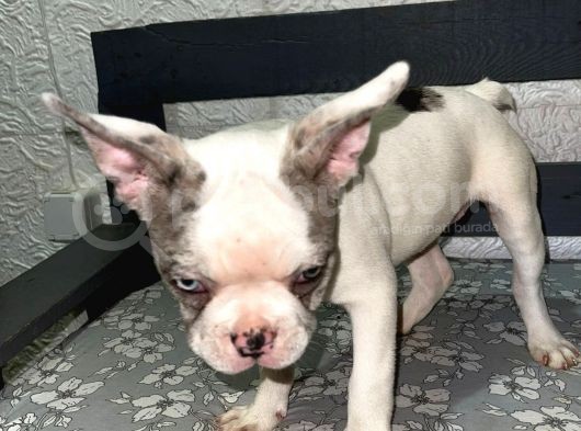 French Bulldog Merle Pied görsel