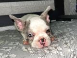 French Bulldog Merle Pied