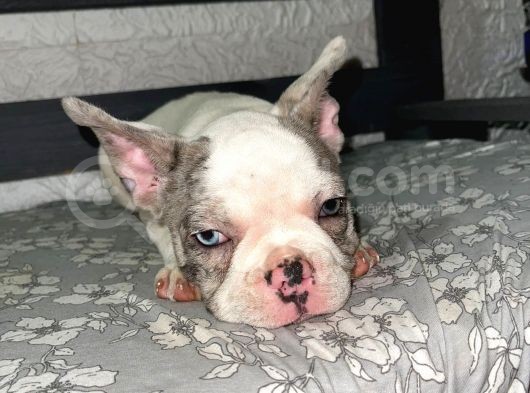 French Bulldog Merle Pied görsel