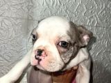 French Bulldog Merle Pied