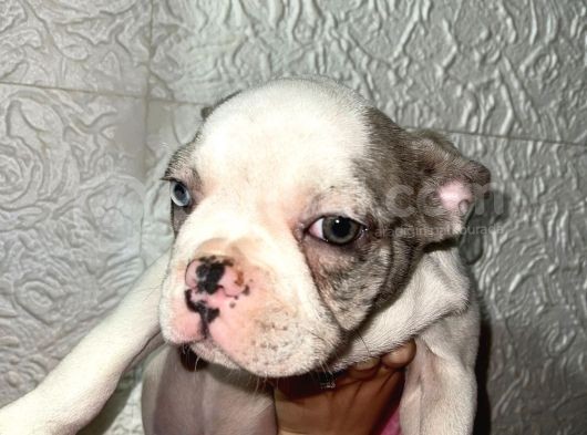 French Bulldog Merle Pied görsel