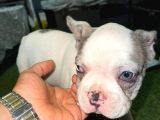 French Bulldog Merle Pied