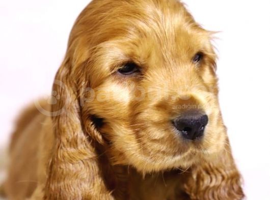 Cocker Yavrulari görsel