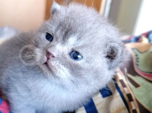 Maviş Silverpoint Ve Blue Yavrularım görsel