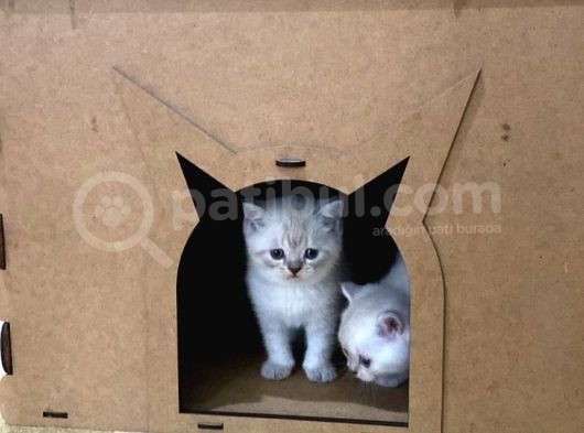 Maviş Silverpoint Ve Blue Yavrularım görsel