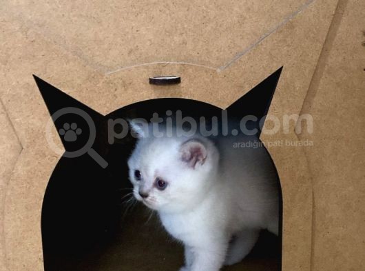 Maviş Silverpoint Ve Blue Yavrularım görsel